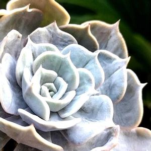 エケベリア マーブル錦,多肉植物,エケベリア属,多肉のある暮らし,植中毒の画像