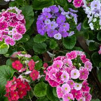 プリムラオブコニカ,お出かけ先の画像