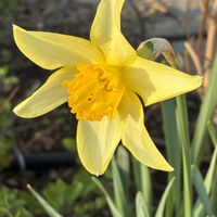 ユリ,ラッパズイセン,観葉植物✨✨の画像