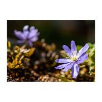 キクザキイチゲ,キクザキイチゲ　薄紫,山野草,プランター,キンポウゲ科の画像