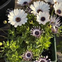 スイセン,パンジー・ビオラ,ベロニカ,ユーフォルビア,オステオ スペルマムの画像