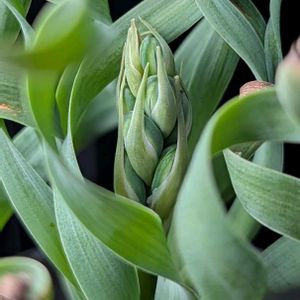 アルブカ コンコルディアナ,多肉植物,珍奇植物,ケープバルブ,my succulentの画像