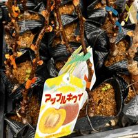 キウイ,アップルキウイの画像