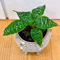 ドラセナ,ビカクシダ,ドラセナ　ゴールディアナ,観葉植物,熱帯植物の画像