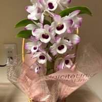 デンドロビウム,スノーフレーク(スズランスイセン)の画像