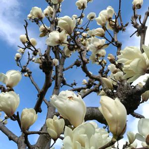 コブシ,ハクモクレン,観葉植物,ハンドメイド,花のある暮らしの画像