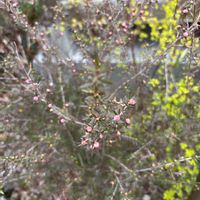 ギョリュウバイの画像