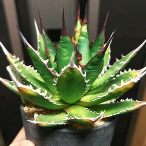 アガベ,アガベ,ホリダ,アガベ チタノタ,アガベ ホリダの画像