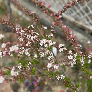 花壇,自己流ガーデニング,庭の画像