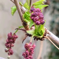 オウバイ,ボケ,グミ,ハクモクレン,ミツバアケビの画像