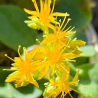 レウィシア,マドレーヌ,ピンククリスタル,紅葉する多肉,シルエットの画像