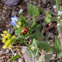 サルスベリ,ナズナ,河津桜,テントウムシ,イヌナズナの画像