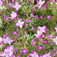 ボロニア,iPhone撮影,私には似合わない,許されぬ恋,チーム花が好き♡の画像