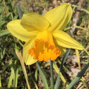 バラ,ミモザ,ラッパズイセン,八重咲きラッパズイセンの画像