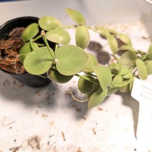 ディスキディア,観葉植物,植え替え,窓辺の植物たち,名前を教えてくださいの画像