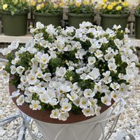 ステラ,ステラスノーストームポーラーアイス,PR,ガーデニング初心者,Proven Winnersの画像