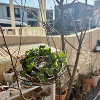 ジューンベリー,ニンジン,アイビー,アイビー,ウスネオイデスの画像