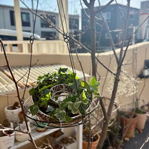 ジューンベリー,ニンジン,アイビー,アイビー,ウスネオイデスの画像