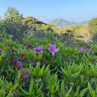 ツツジ,ツツジ,ホウロクイチゴ,ホウロクイチゴ,ホウロクイチゴ(焙烙苺)の画像