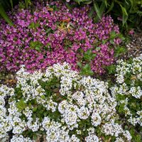 アリッサム,セキチク,まだまだ初心者,花のある暮らし,緑のある暮らしの画像