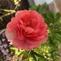 ラナンキュラス　ラックス,ラナンキュラスラックス エリス,球根,お花,おうち園芸の画像