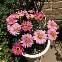 マーガレット　スマッシュピーチアイ,お花,おうち園芸,庭の画像