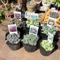 ミセバヤ,多肉植物,ガーデニング,にじはなPlantsさんの画像