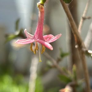 キブシ,ウグイスカグラ（鶯神楽）,鉢植え,山野草,花木の画像