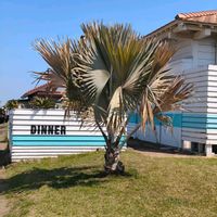 ビスマルキア・ノビリス,ビスマルキア・ノビリス,ヤシの木,南国,植物の画像