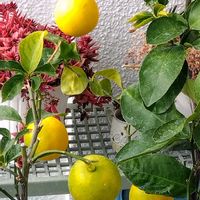 ハイビスカス,レモン,ベランダガーデン,夕焼け,ありがとう♡の画像