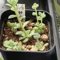 多肉植物,葉挿しの画像
