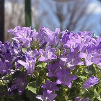 ベルフラワー,ベルフラワー,ベルフラワー,ベルフラワー,紫の花の画像