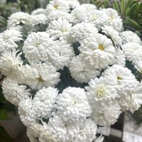 マーガレットの画像