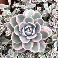 子持ち蓮華,子持ち蓮華錦,多肉植物,オロスタキス属,サンキュー多肉の画像