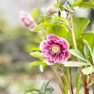 クリスマスローズ,広瀬園芸　クリスマスローズ,ナチュラルガーデン,ジャンクガーデン,シェードガーデンの画像