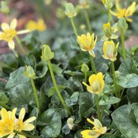 リュウキンカ,かわいいな♡,花のある暮らし,お花が好き♡,お墓参りの画像