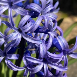 ヒヤシンス,芝生,河津桜,河津桜,ヒヤシンス(紫)の画像