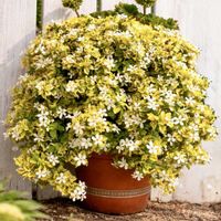 ゼラニウム,バコパ,斑入りバコパ,バコパ　ライムバリエガータ,ゼラニウム　ロザリアの画像