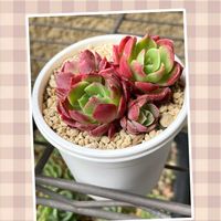 デザートローズ,多肉植物のある暮らし,紅葉多肉,多肉植物は癒し(๑˃̵ᴗ˂̵)♡,癒しと元気をありがとうの画像