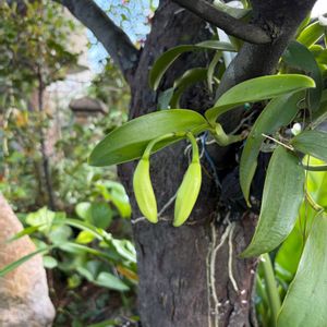 カラタネオガタマ,カトレア属,平和を願う☆,紫ルエリア,クロトンの花の画像