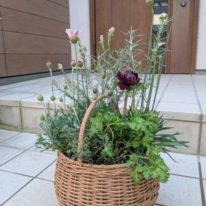 no green no life,植中毒,春の寄せ植え,LOVE GREEN,石川県の画像