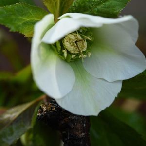 クリスマスローズ,クリスマスローズ,花のある暮らし,植中毒,岩手県の画像