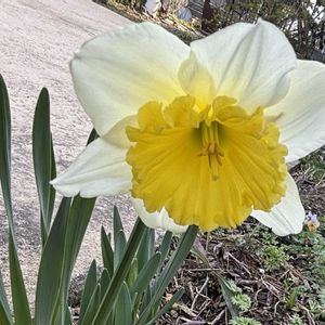 スイセン,球根植物,ナチュラルガーデン,お庭の花たち,花と暮らすの画像