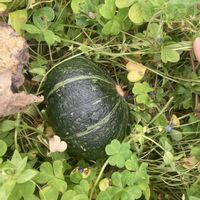 かぼちゃの画像