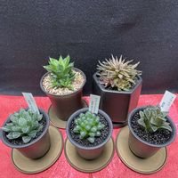 多肉植物,観葉植物,ガーデニング,初心者,原点回帰の画像