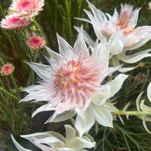 リューコスペルマム,セルリア　フロリダ,アクチノジウム シャトルデイジー,オージープランツ,植中毒の画像