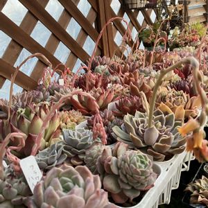 寄せ植え,多肉植物,多肉寄せ植え,エケベリア属,花芽の画像