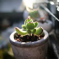 熊童子,コチレドン 熊童子,多肉植物,コチレドン属,テラスの画像