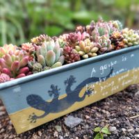 多肉植物,大好き,多肉寄せ植え,お気に入り♡,セダムmixの画像