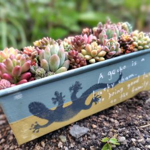 多肉植物,大好き,多肉寄せ植え,お気に入り♡,セダムmixの画像